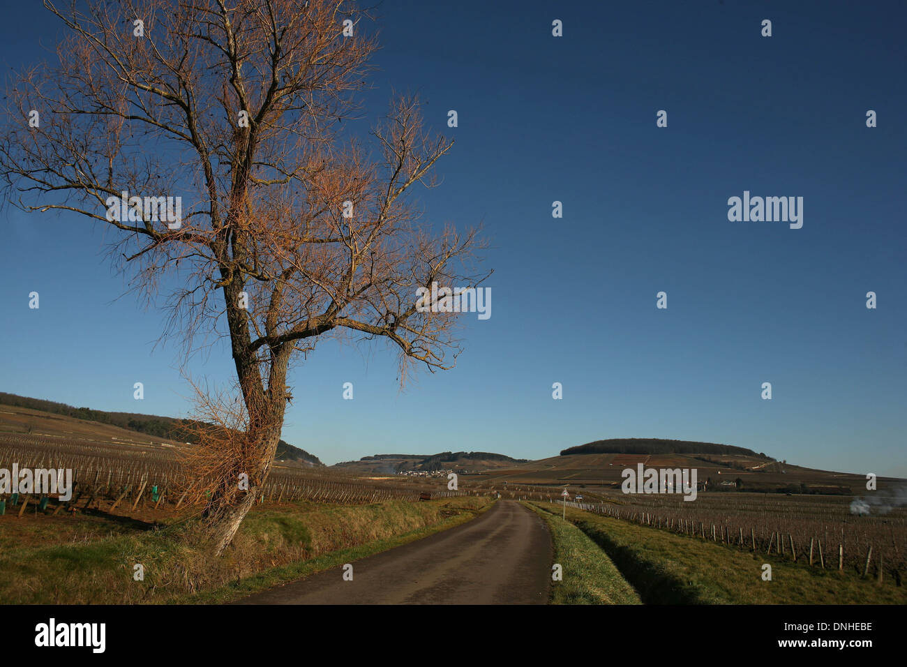 CORTON HILL, (21) COTE-D ' OR, BURGUND, FRANKREICH Stockfoto