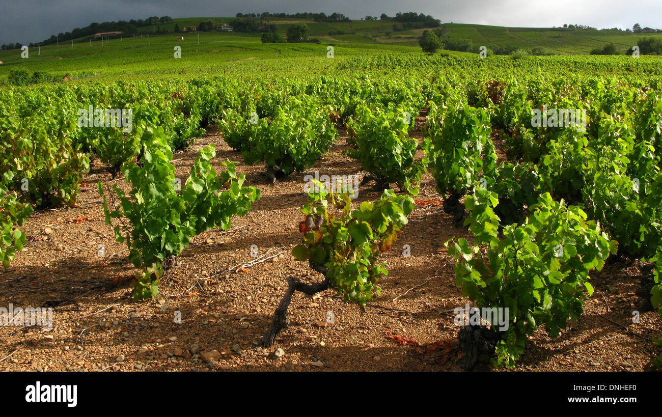 WEINREBEN ANGEBAUT MIT GOBELET-TRAININGSSYSTEM IN BEAUJOLAIS, BURGUND, FRANKREICH Stockfoto