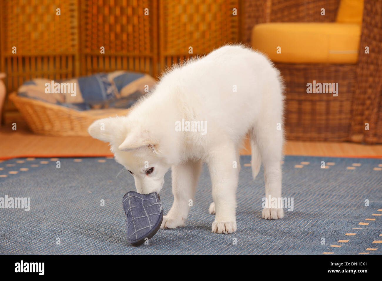 Weißer Schweizer Schäferhund, Welpe, 14 Wochen | Weisser Schweizer Schaeferhund, Welpe, 14 Wochen Stockfoto