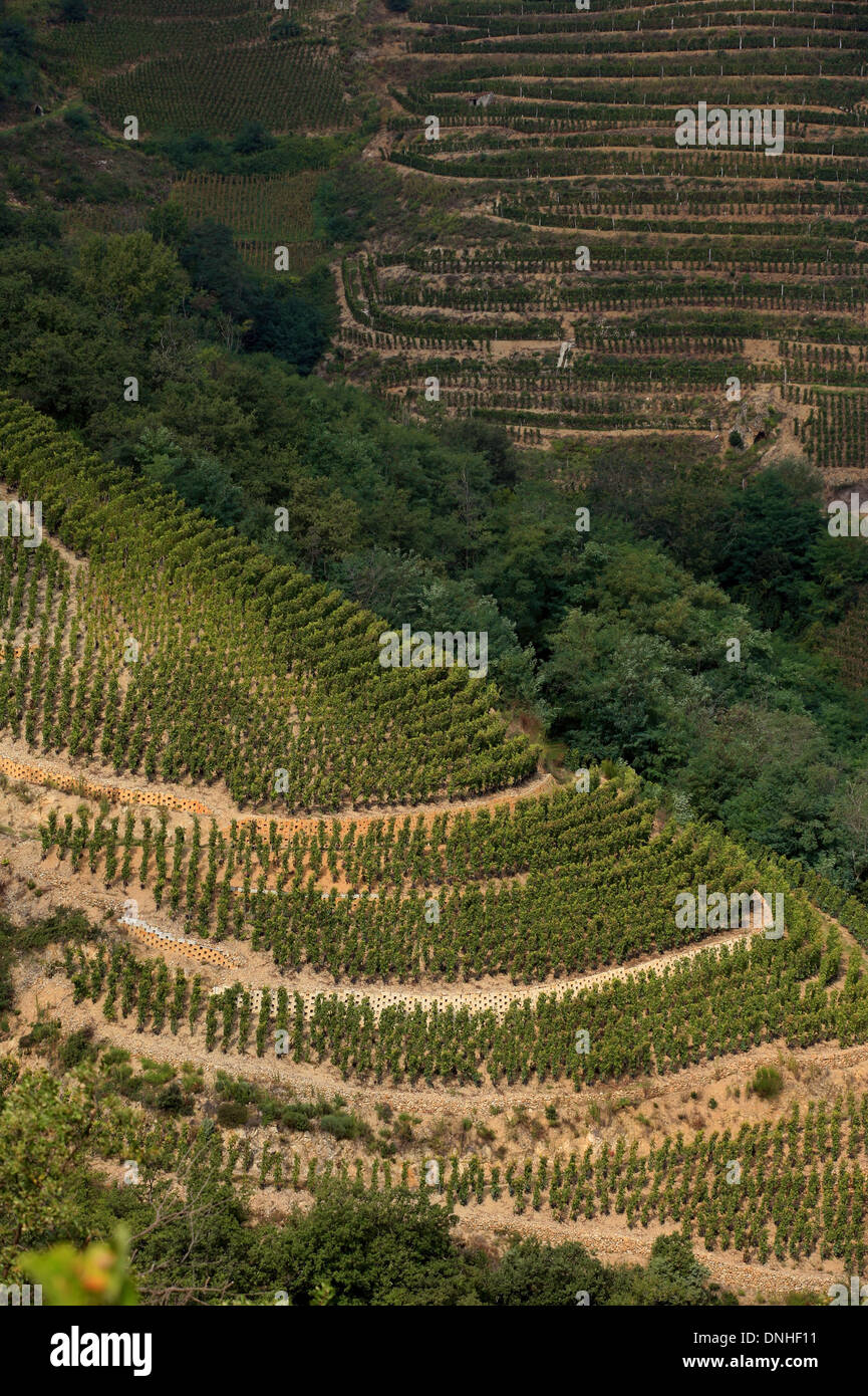 WEINBERGE VON CHATEAUBOURG, (07) ARDECHE RHONE-ALPES, FRANKREICH Stockfoto