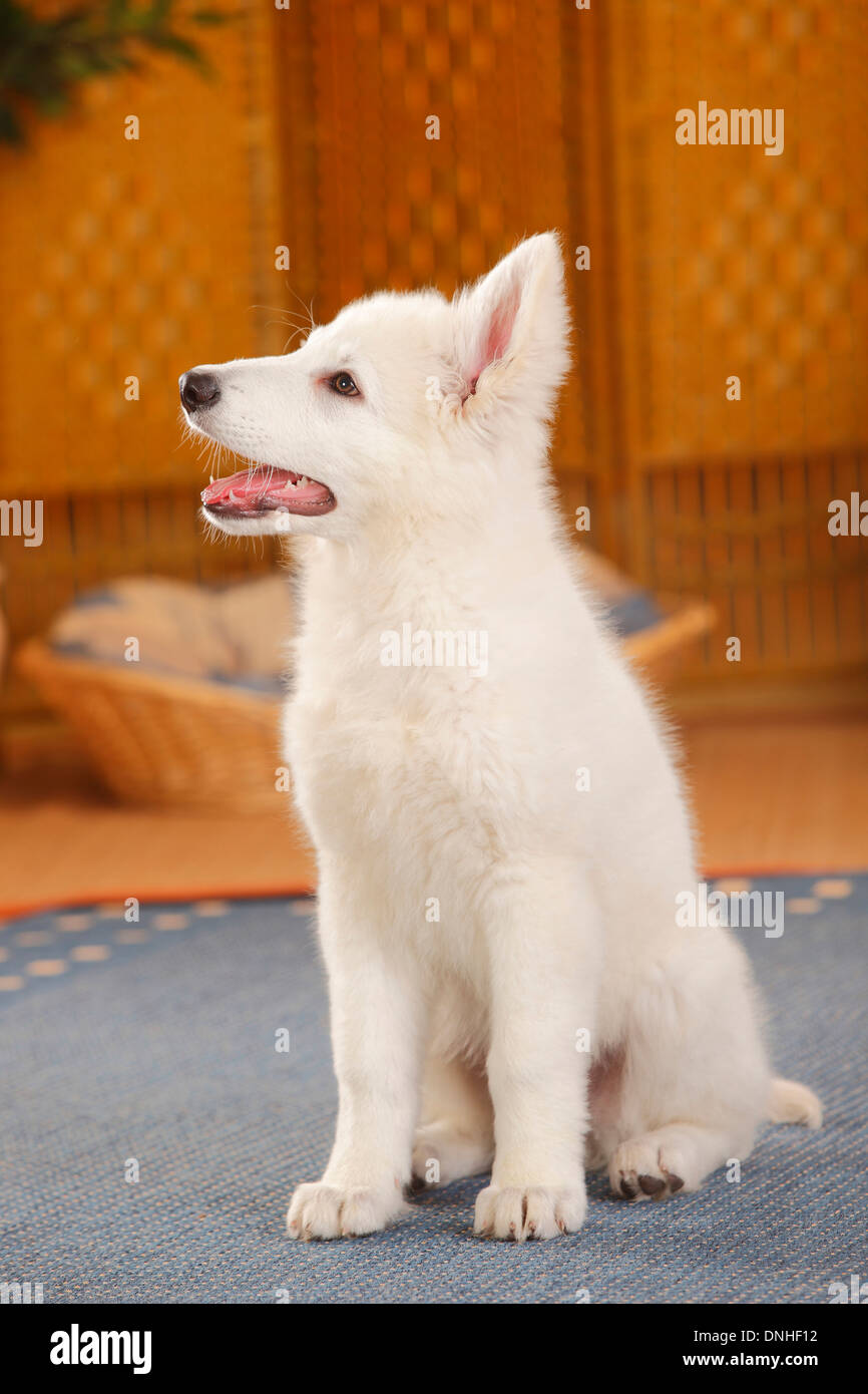 Weißer Schweizer Schäferhund, Welpe, 14 Wochen | Weisser Schweizer Schaeferhund, Welpe, 14 Wochen Stockfoto
