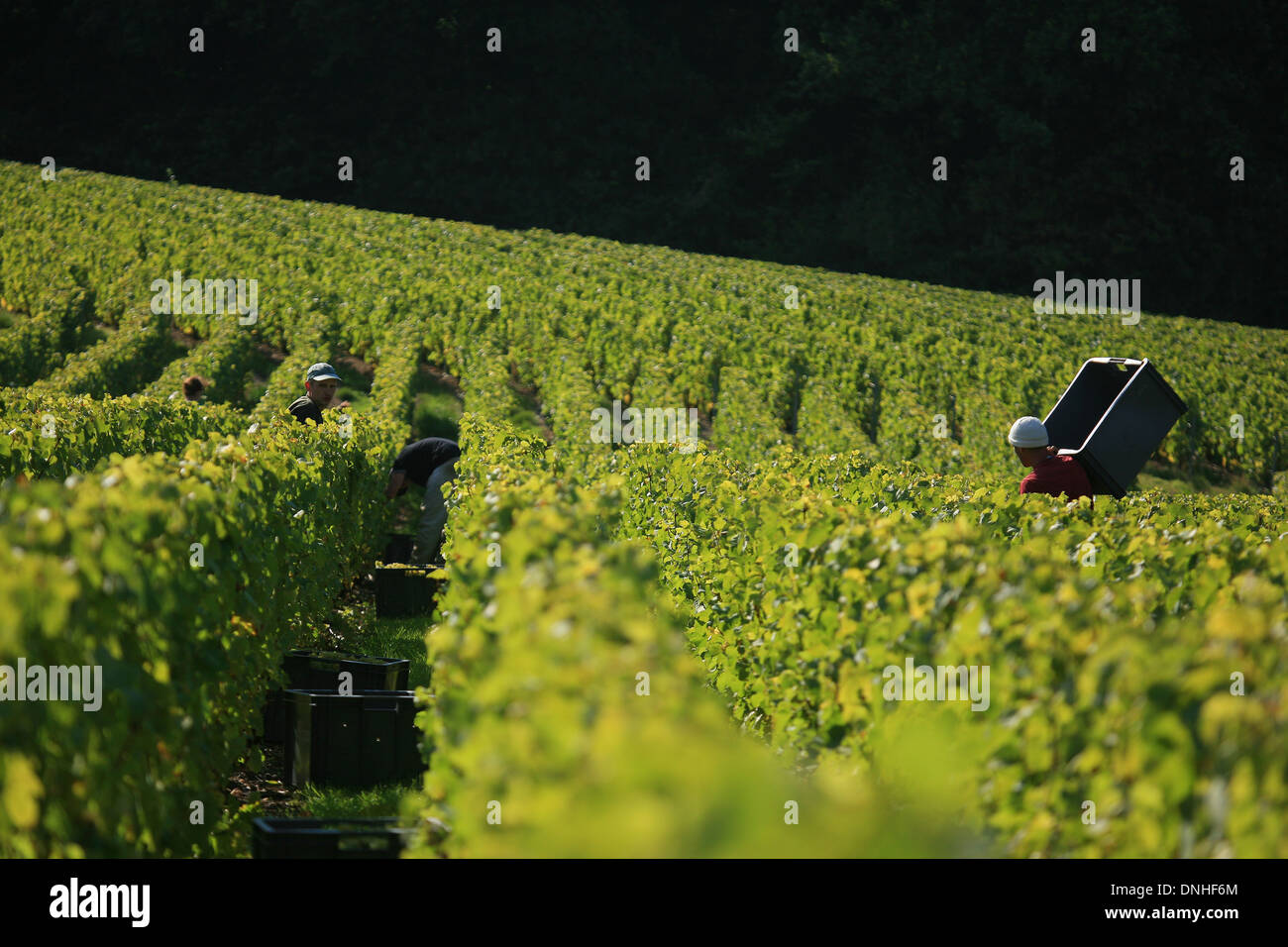 WEINLESE IN DER NÄHE VON DORF DER OGER, MARNE (51), CHAMPAGNE-ARDENNE, FRANKREICH Stockfoto