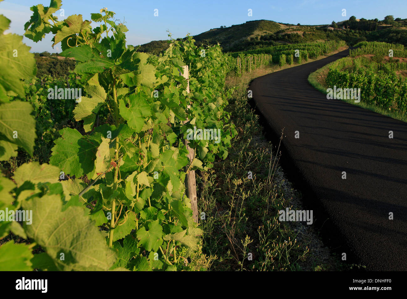 WEINBERGE VON SAINT JOSEPH, (07) ARDECHE RHONE-ALPES, FRANKREICH Stockfoto