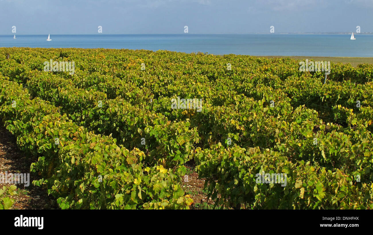 WEINBERGE AUF DER ILE DE RE MIT DER BRÜCKE VERBINDET DIE INSEL NACH LA ROCHELLE IN DEN HINTERGRUND, (17) CHARENTE-MARITIME, POITOU-CHARENTES, FRANKREICH Stockfoto