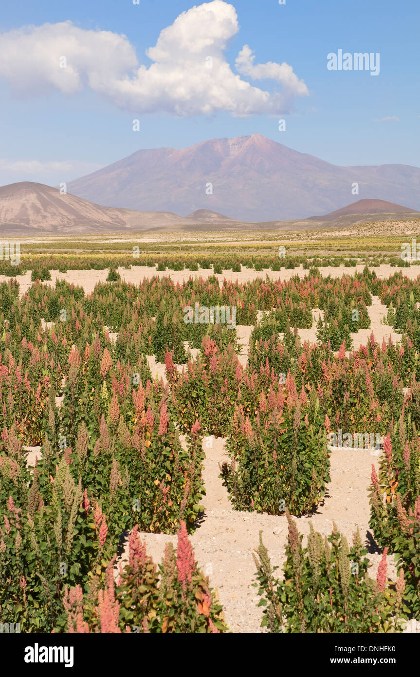 Bereich der Quinoa (Chenopodium Quinoa), Potosi, Bolivien Stockfoto