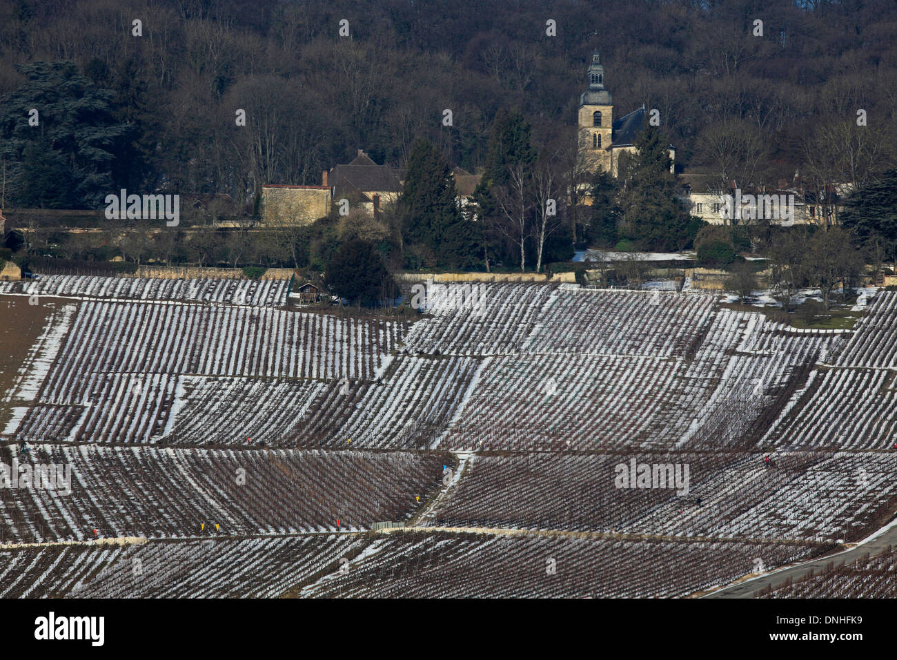 WEINREBEN IM SCHNEE IN HAUTVILLERS, ABTEI VON HAUTVILLERS, MARNE (51), CHAMPAGNE-ARDENNE, FRANKREICH Stockfoto