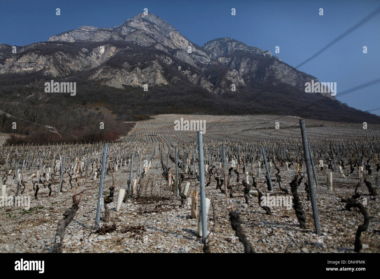 WEINBERGE VON CHIGNIN AM FUßE DES ROCHE DU GUET ROCK, (73) SAVOIE RHONE-ALPES, FRANKREICH Stockfoto