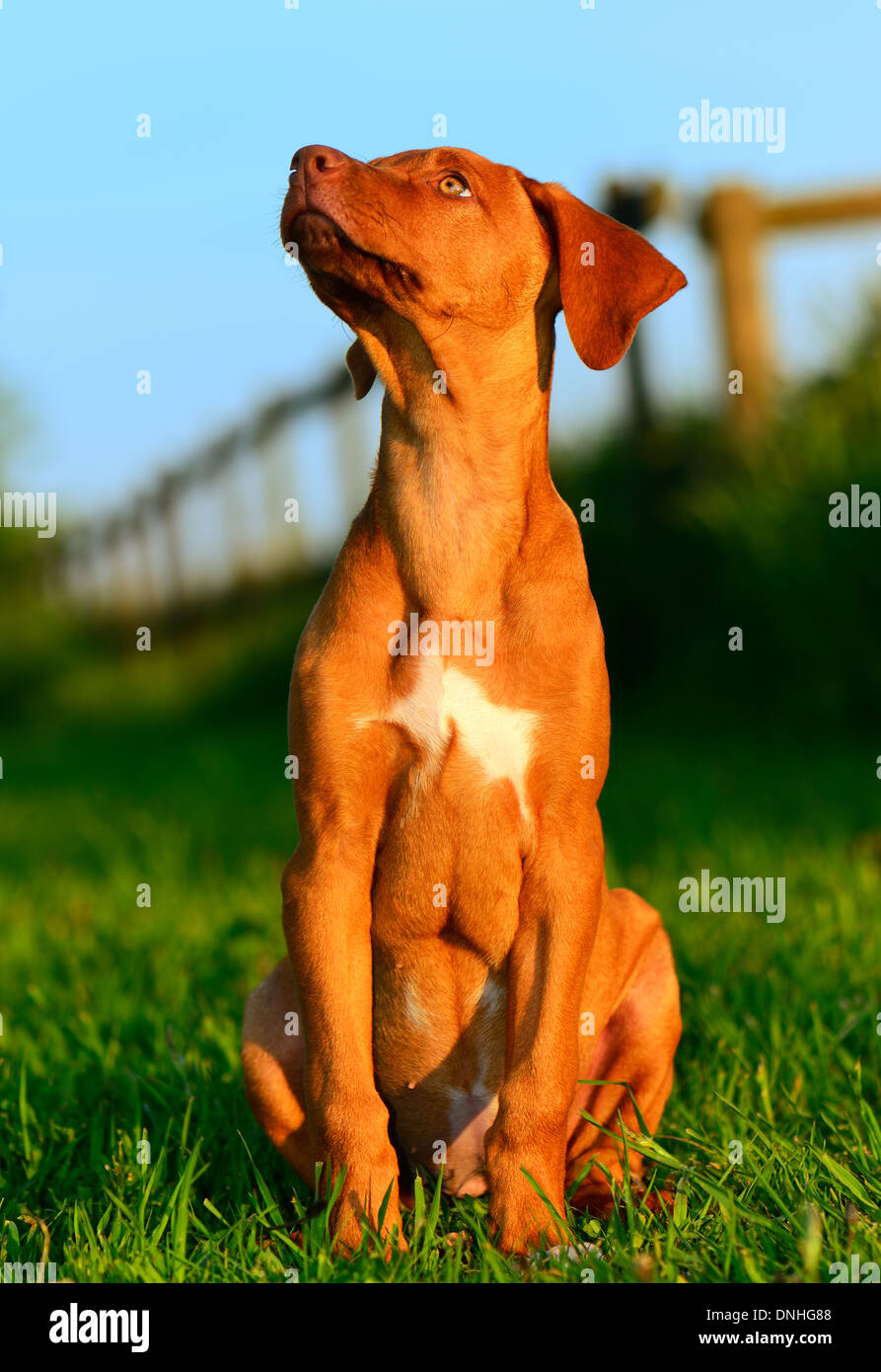 Rhodesian ridgeback guard dog Stockfotos und bilder Kaufen Alamy