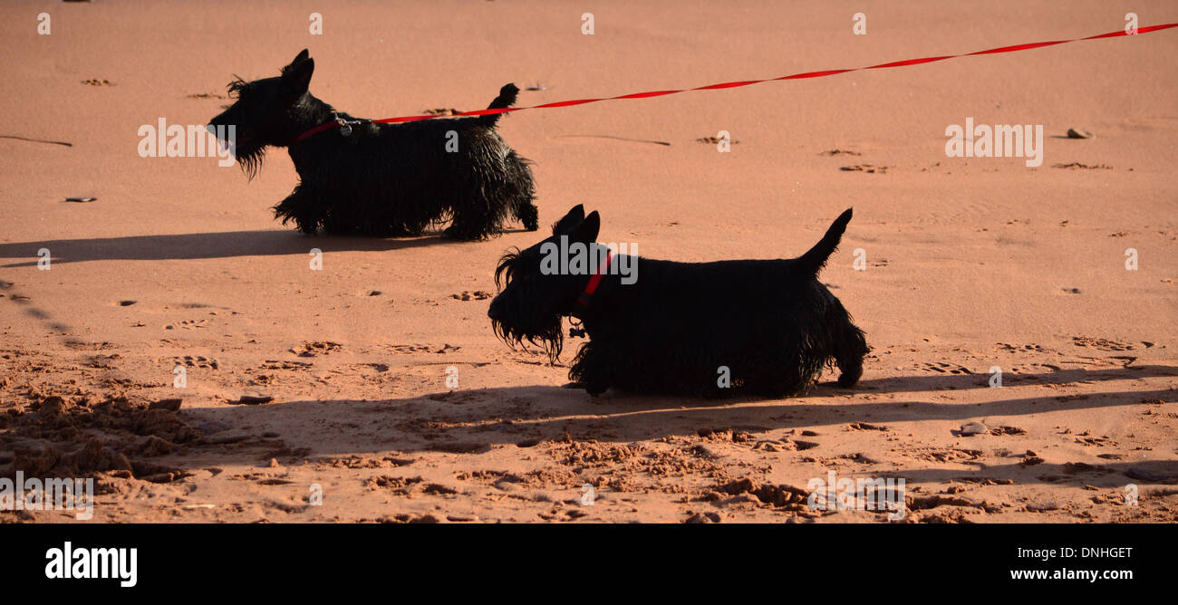 Schwarze Hunde Scottie oder Scottish Terrier am Sandstrand Stockfoto