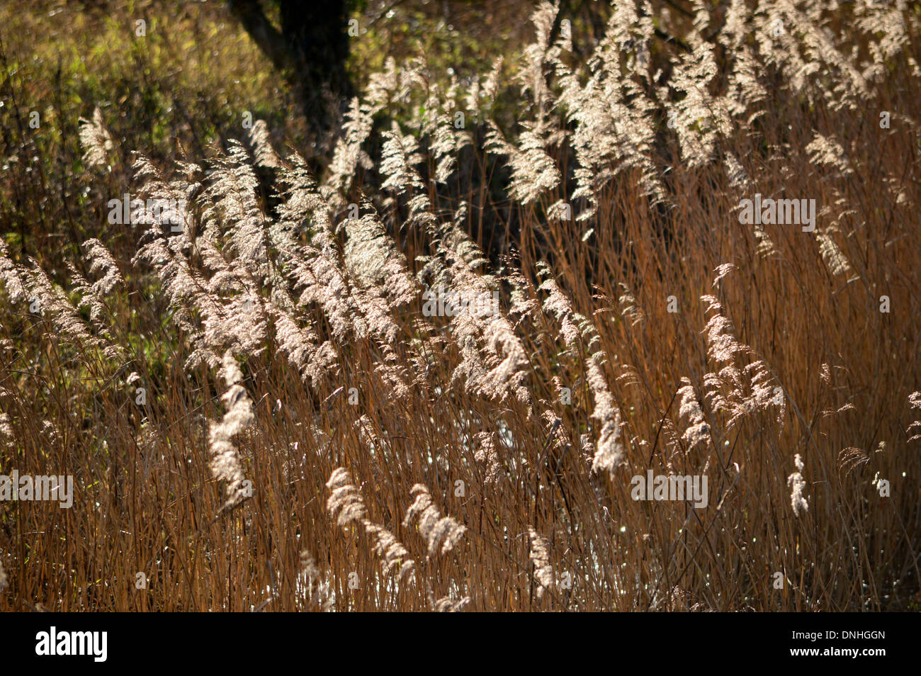 Seidige Reed Kopf Samen wird durch eine sanfte Brise an der Seeseite gebogen Stockfoto