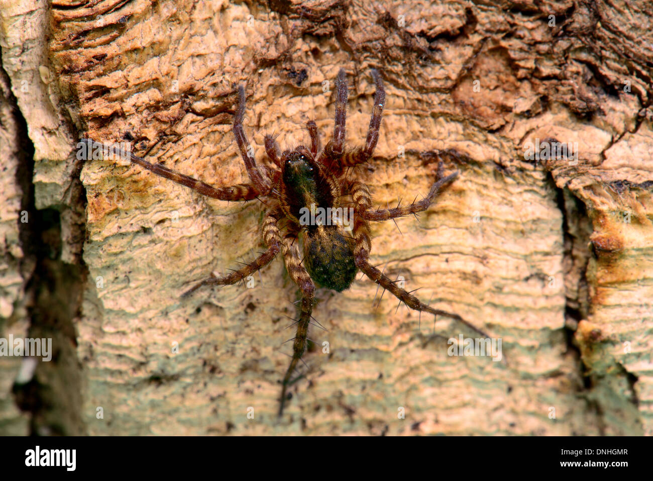 Nahaufnahme von einer Wolfspinne, Pardosa Amentata auf Baumrinde Stockfoto