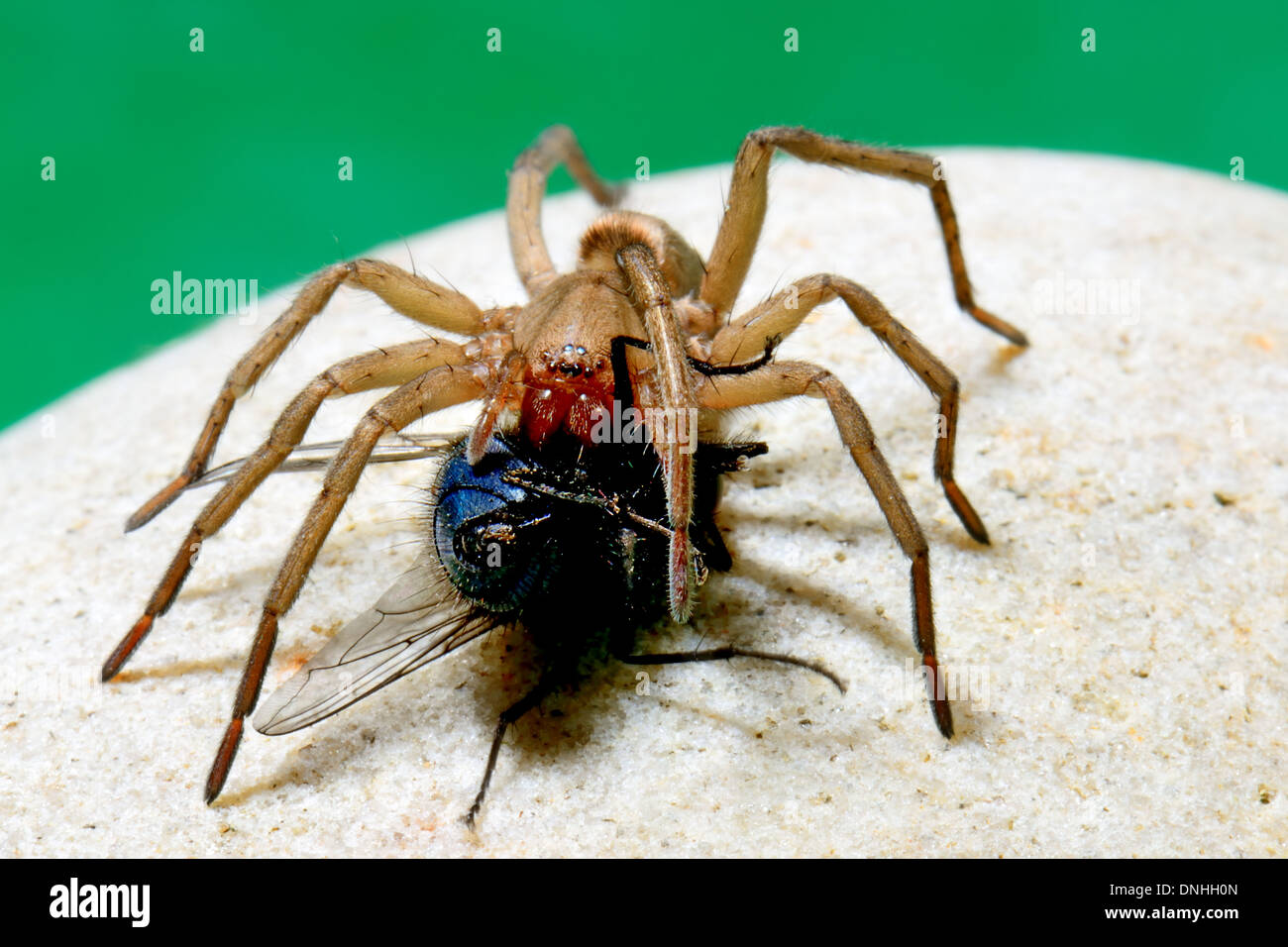 Große behaarte braune Spinne Essen eine Zusammenarbeit Fliege, Essex UK Stockfoto