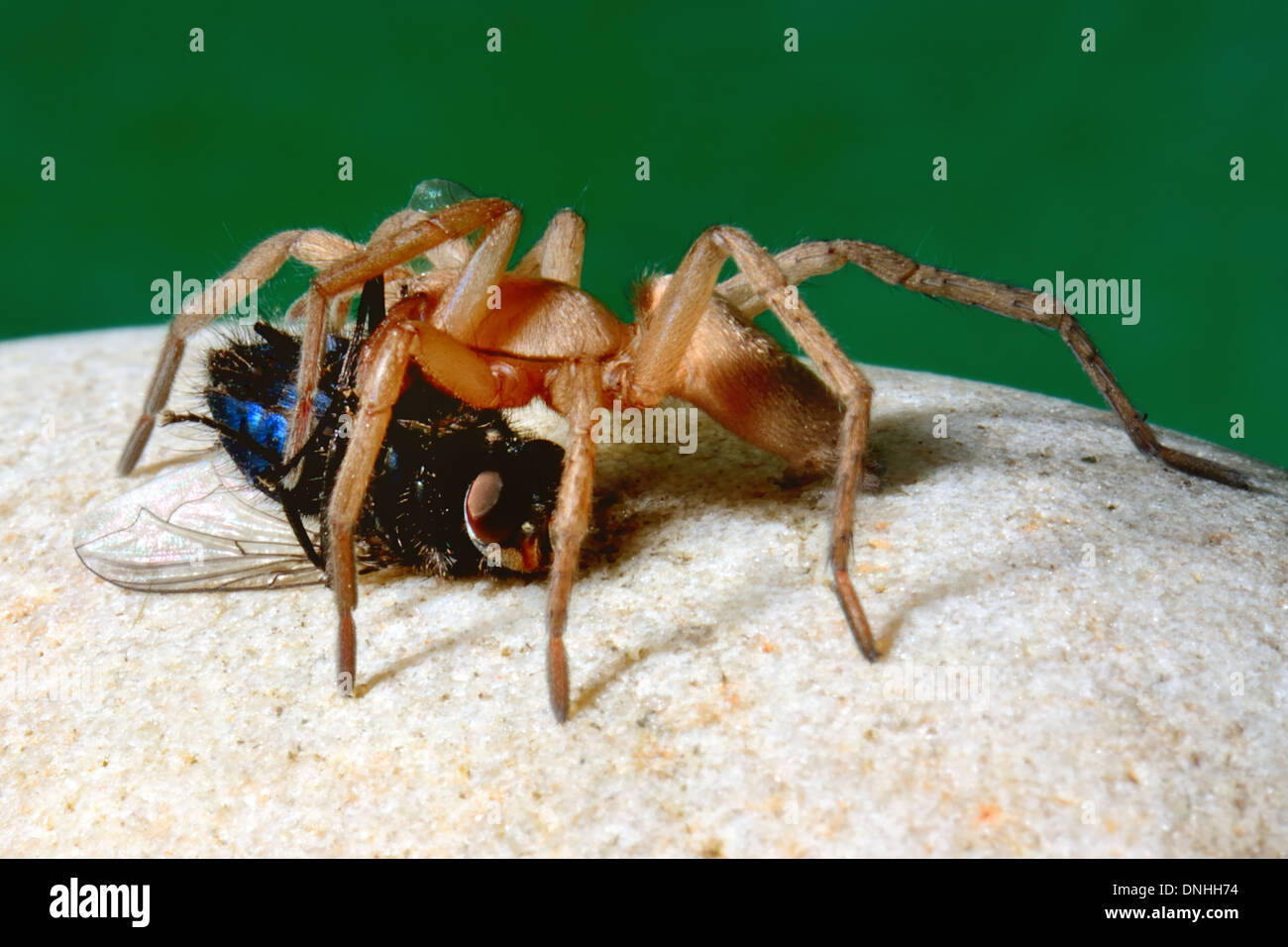 Große behaarte braune Spinne Essen eine Zusammenarbeit Fliege, Essex UK Stockfoto