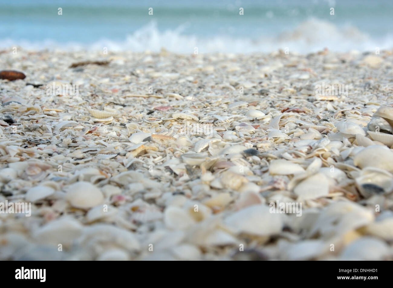 Muscheln bei ebbe am strand sammeln Fotos und Bildmaterial in hoher
