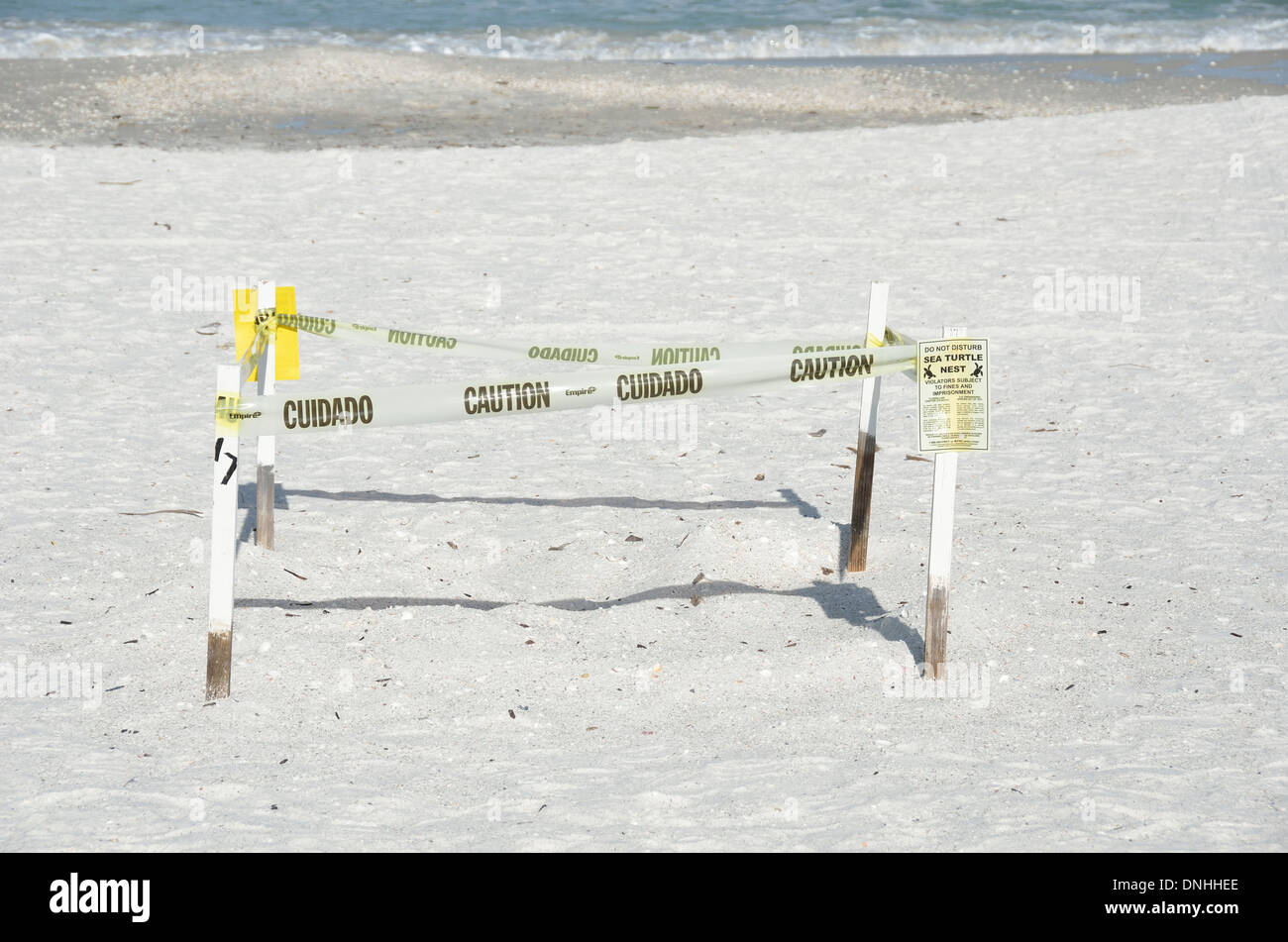 Meeresschildkröten nisten vor Ort auf Marco Island, Florida Stockfoto