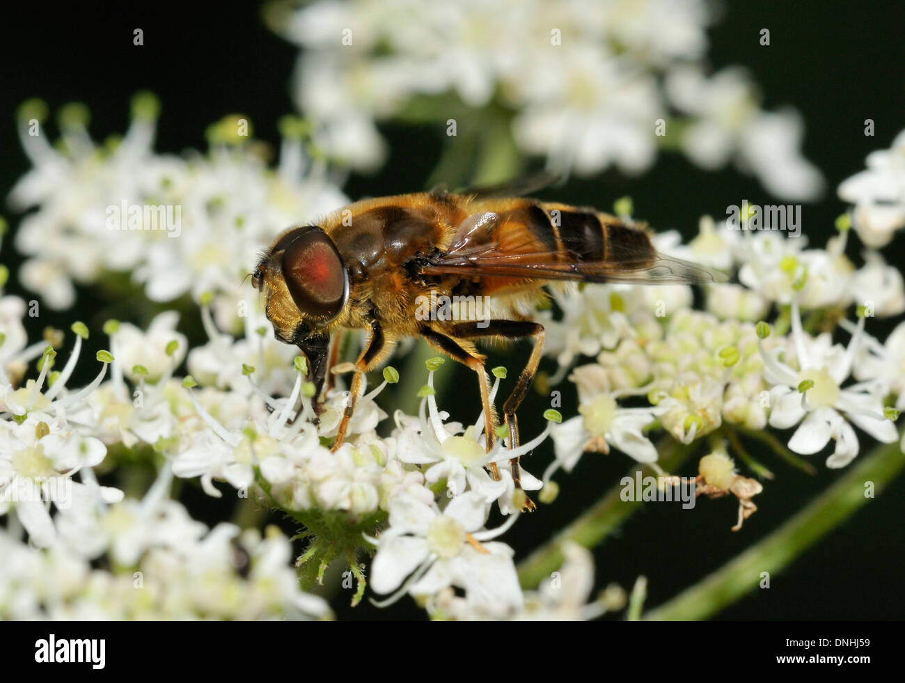 Hoverfly - Eristalis Pertinax männlich auf Stängelpflanzen Blume Stockfoto