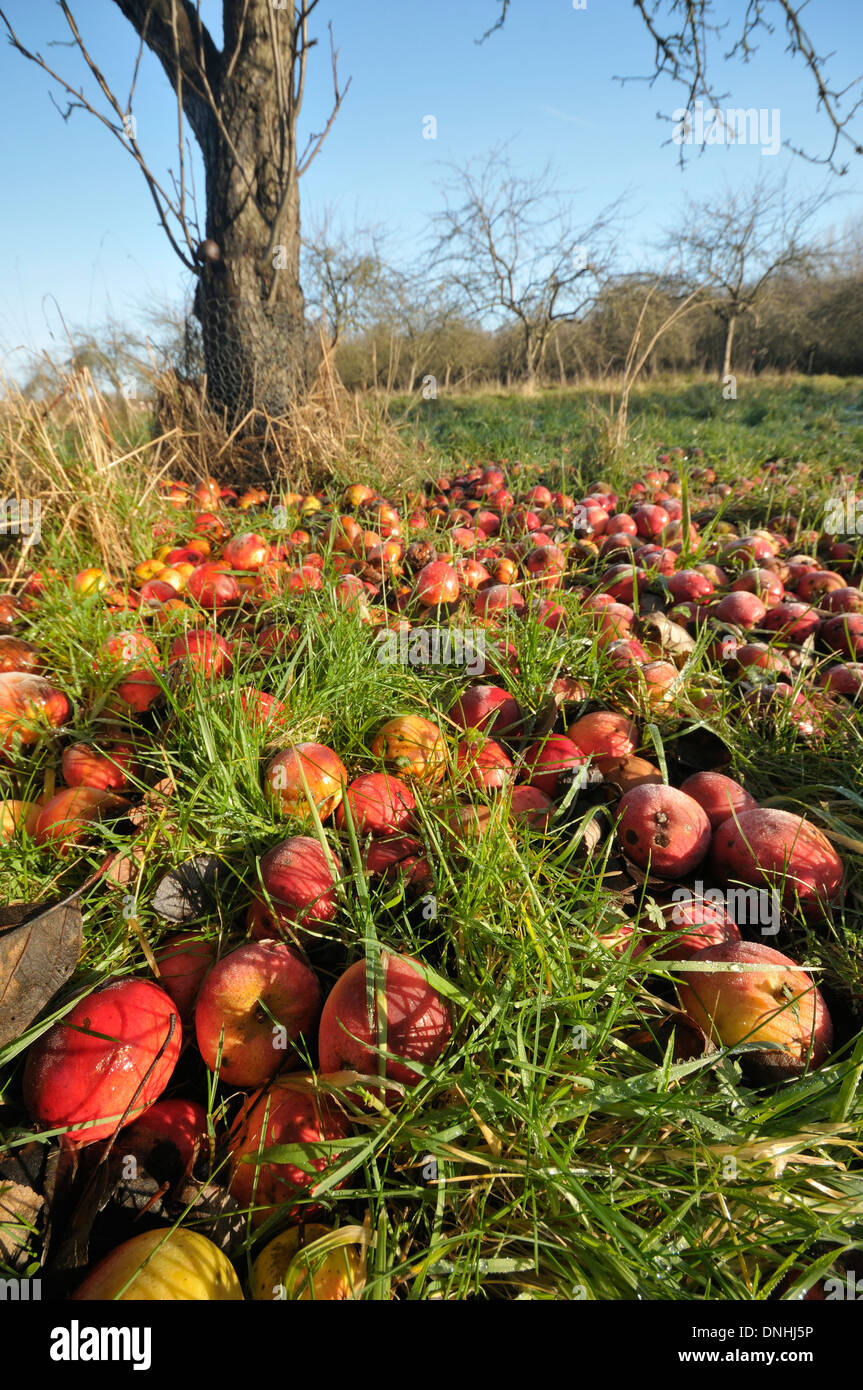 Windfall-Äpfel im alten Obstgarten an sonnigen Wintermorgen Stockfoto