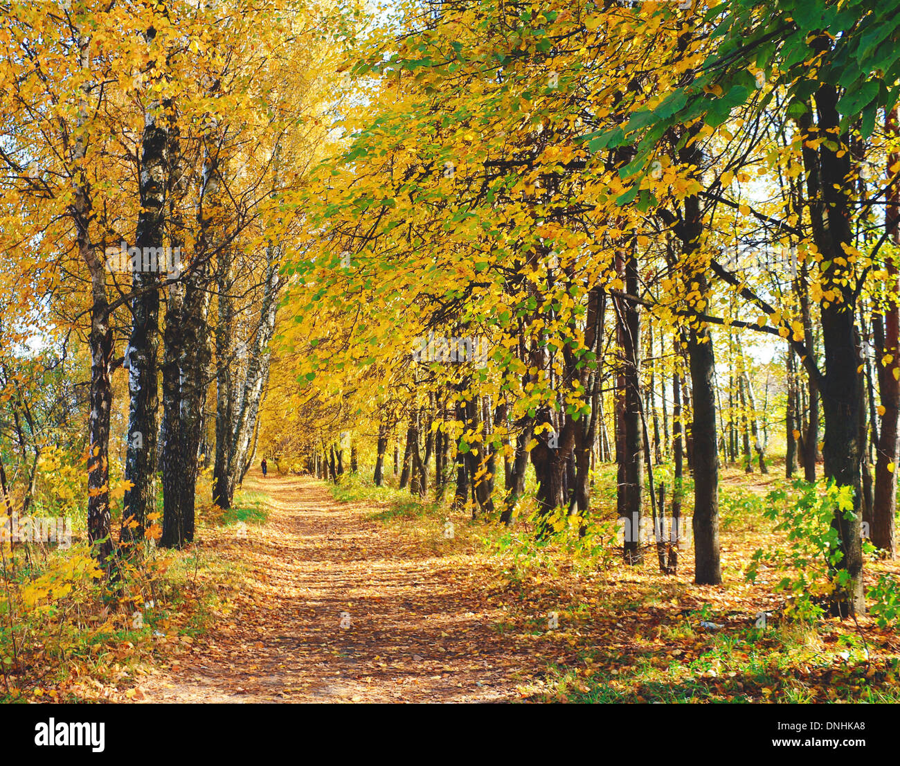 Bäume mit gelben Blättern entlang der Straßen, Blätter Laden mit gelb. Stockfoto