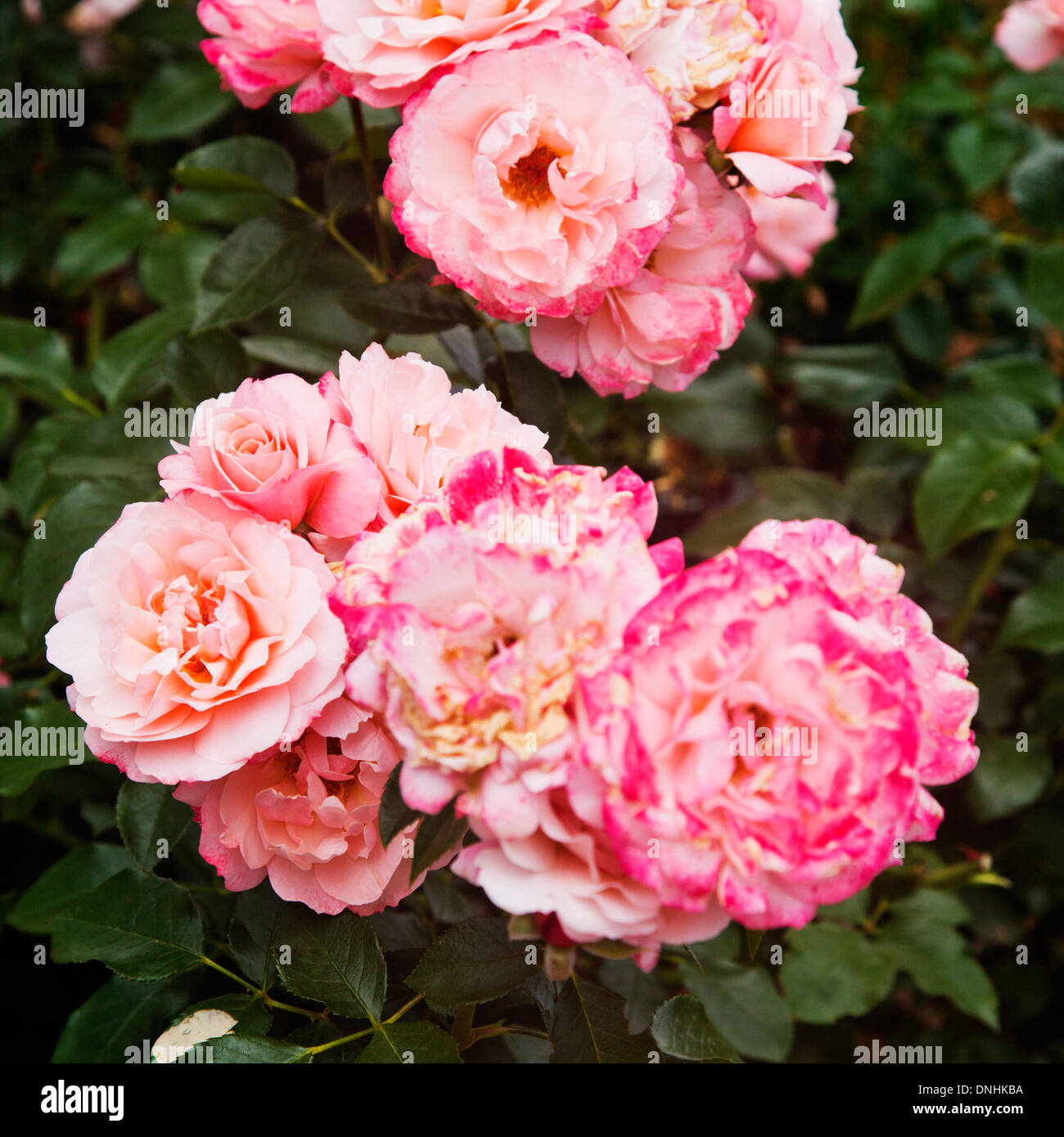 Nahaufnahme von Rose Blumen, Villa Cimbrone, Ravello, Provinz Salerno, Kampanien, Italien Stockfoto