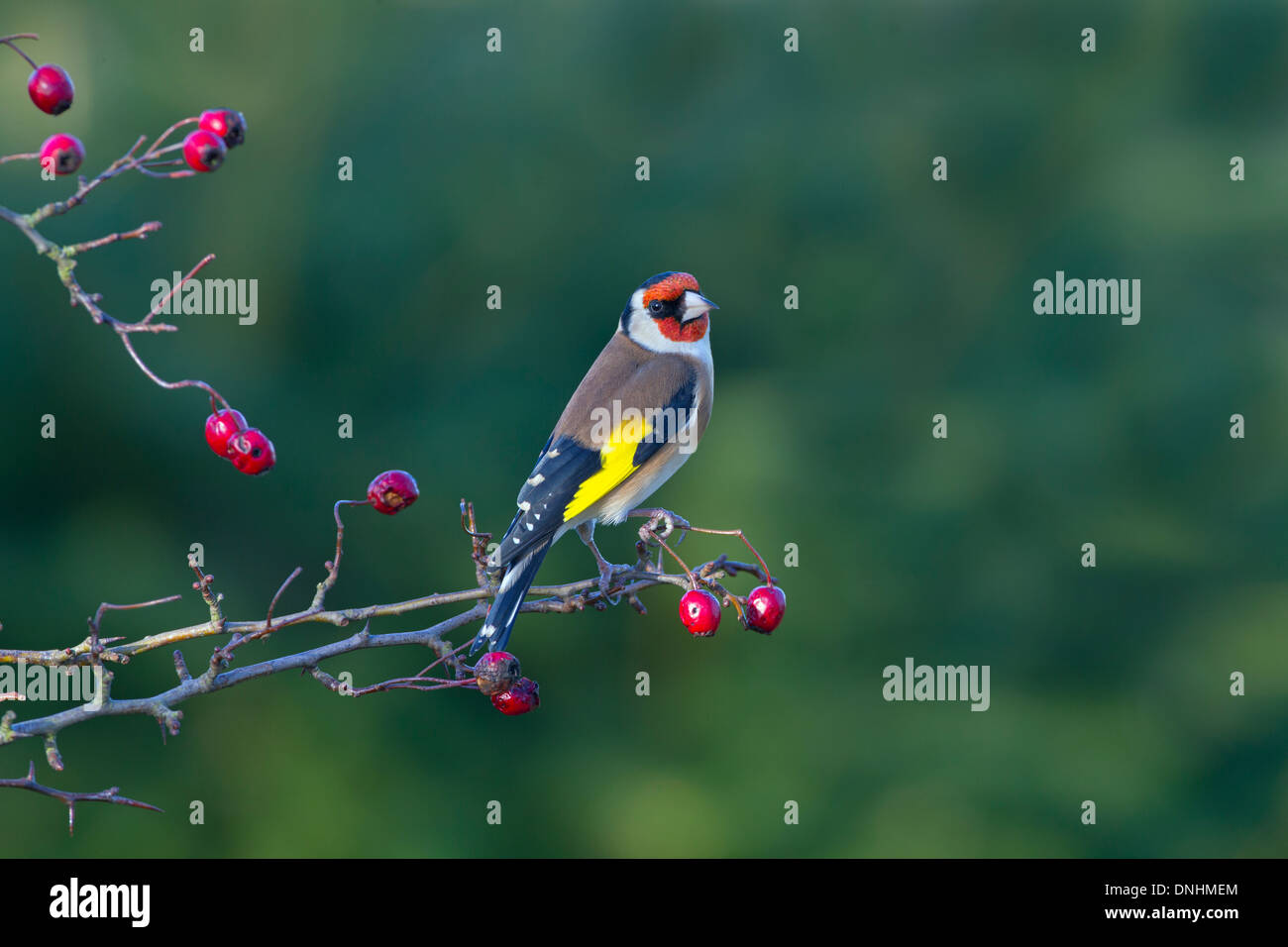 Stieglitz Zuchtjahr Zuchtjahr auf Weißdornbeeren Stockfoto