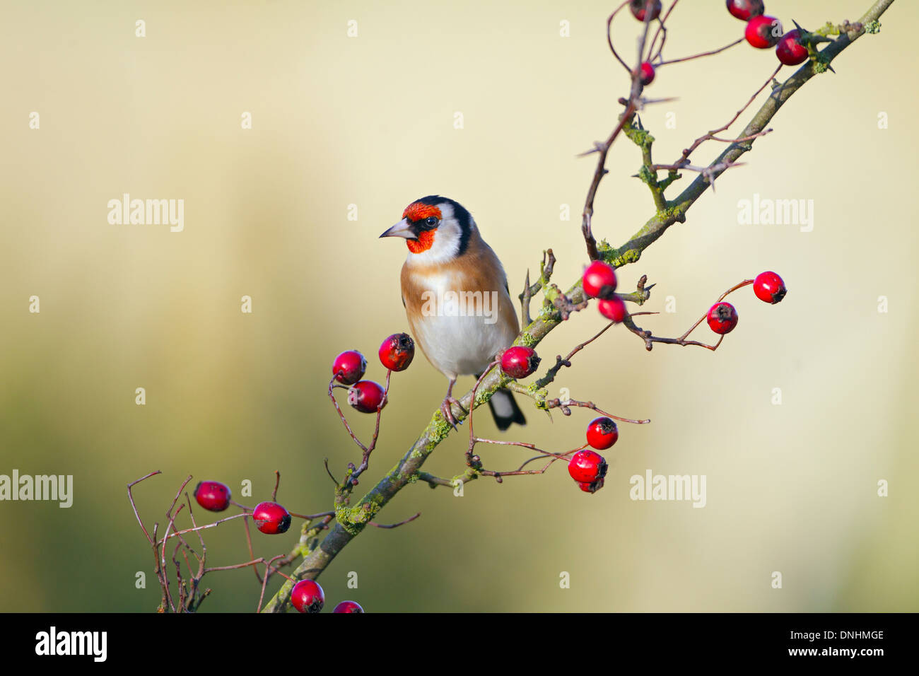 Goldfinch Carduelis carduelis auf Frühlingsschwärzdorn Prunus spinosa, Blossom Stockfoto