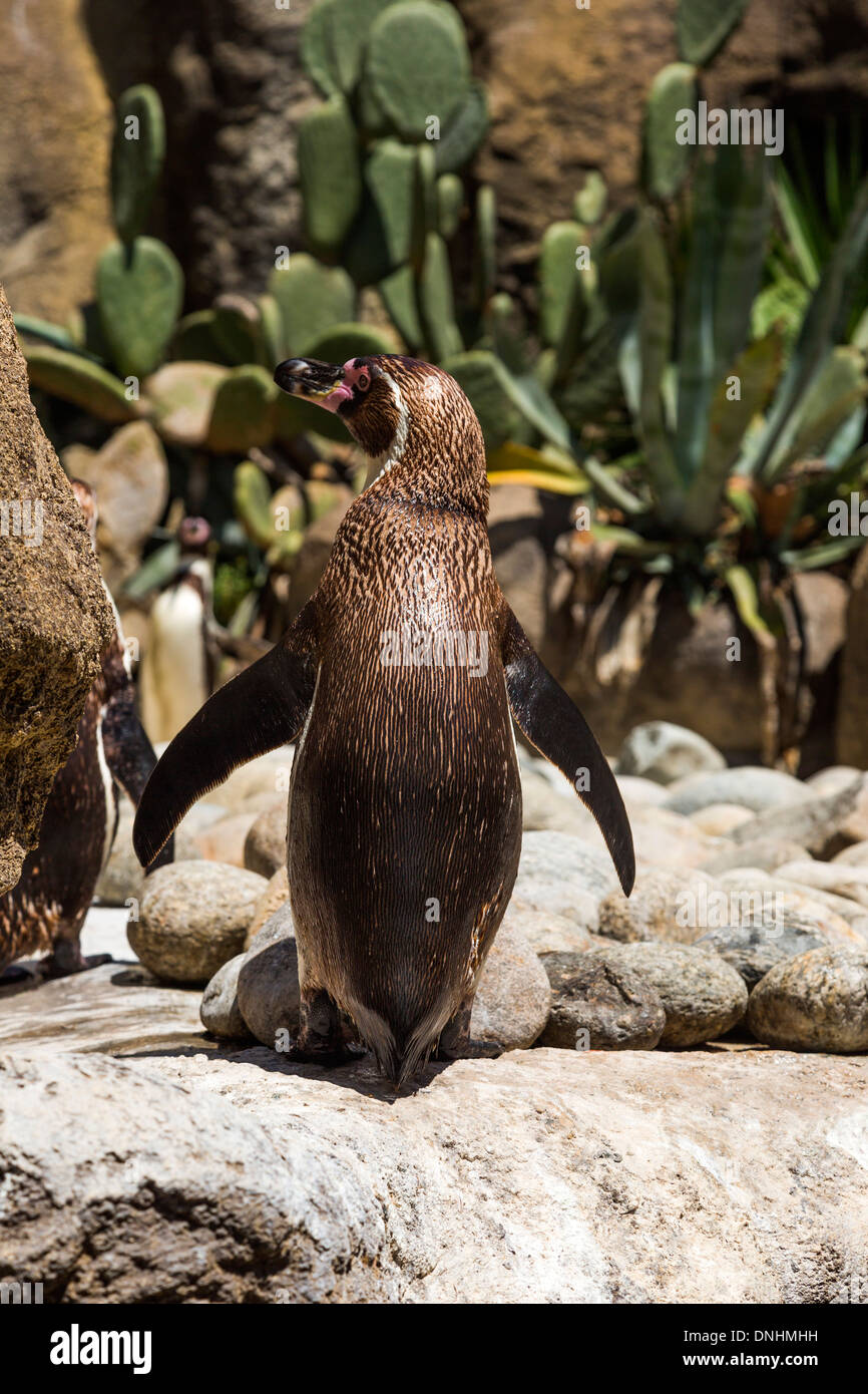 Humboldt-Pinguine (Spheniscus Humboldt) in einem Zoo, Zoo von Barcelona, Barcelona, Katalonien, Spanien Stockfoto