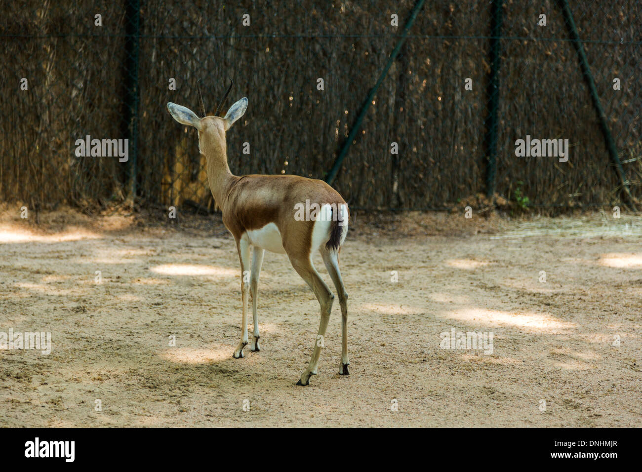 Gazelle in einem Zoo, Zoo von Barcelona, Barcelona, Katalonien, Spanien Stockfoto
