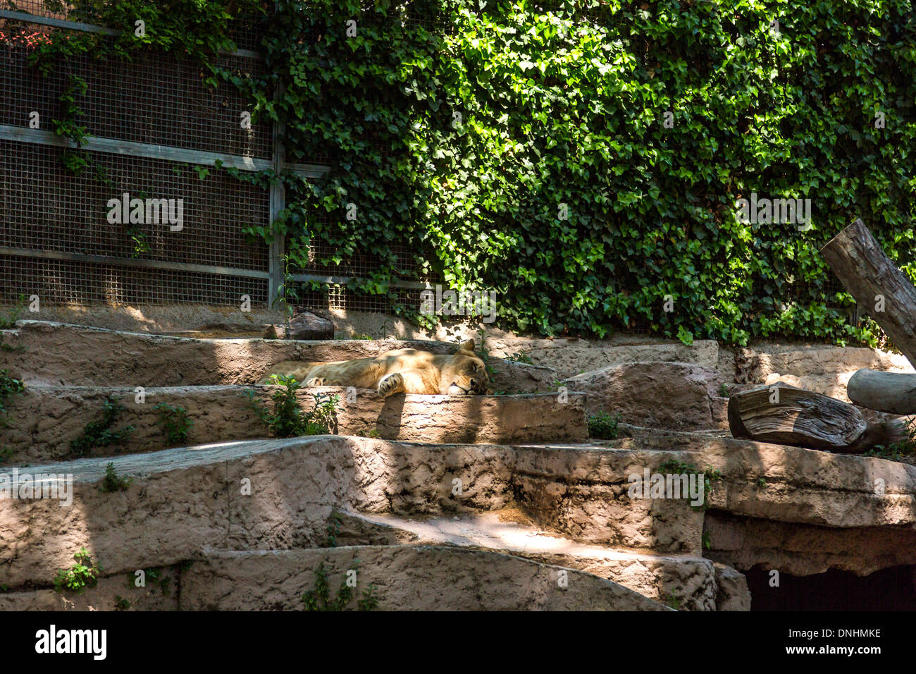 Löwe (Panthera Leo) schlafen im Zoo, Zoo von Barcelona, Barcelona, Katalonien, Spanien Stockfoto