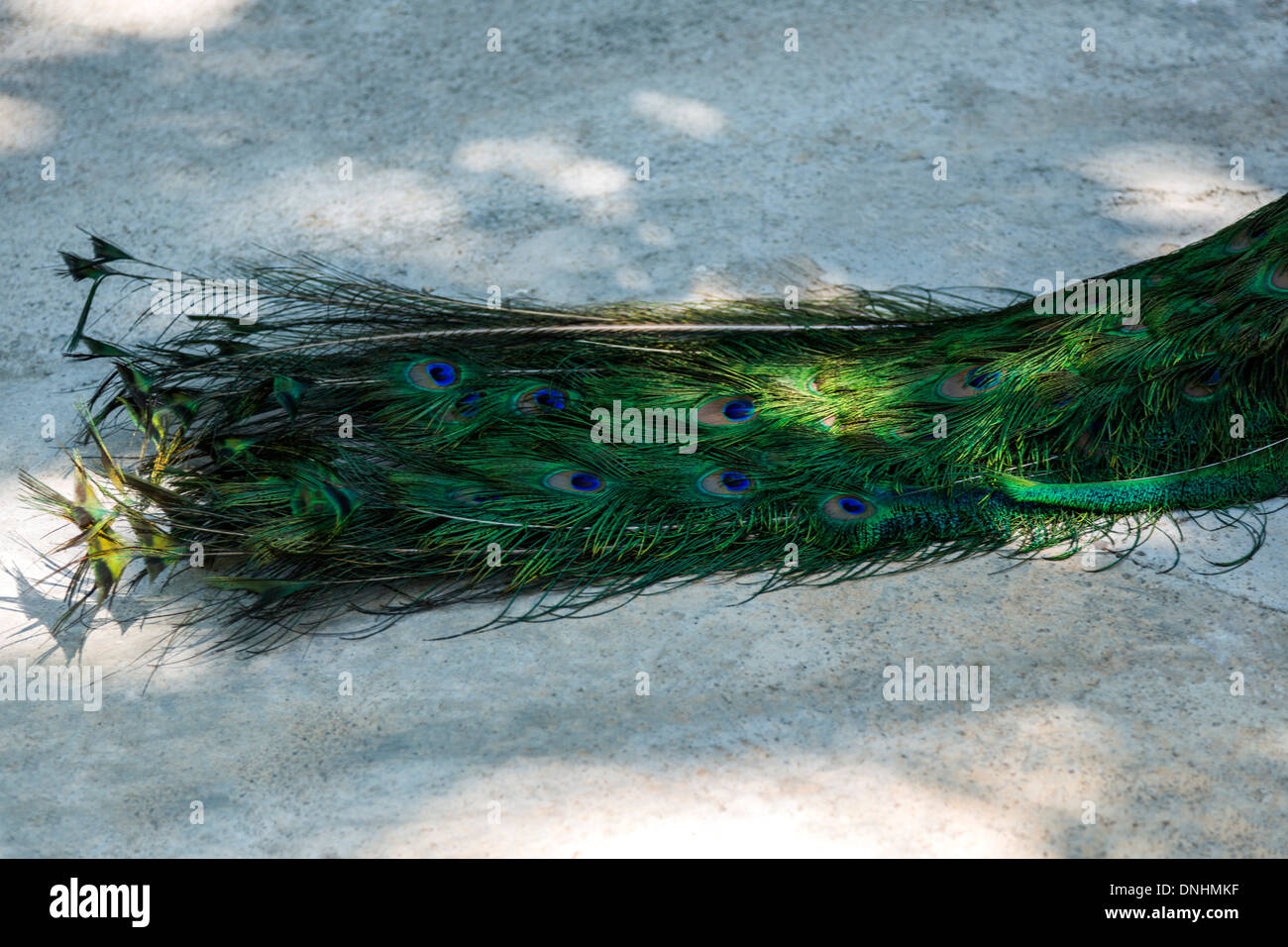 Schwanzfedern des männlichen indischen Pfauen (Pavo Cristatus), Zoo von Barcelona, Barcelona, Katalonien, Spanien Stockfoto