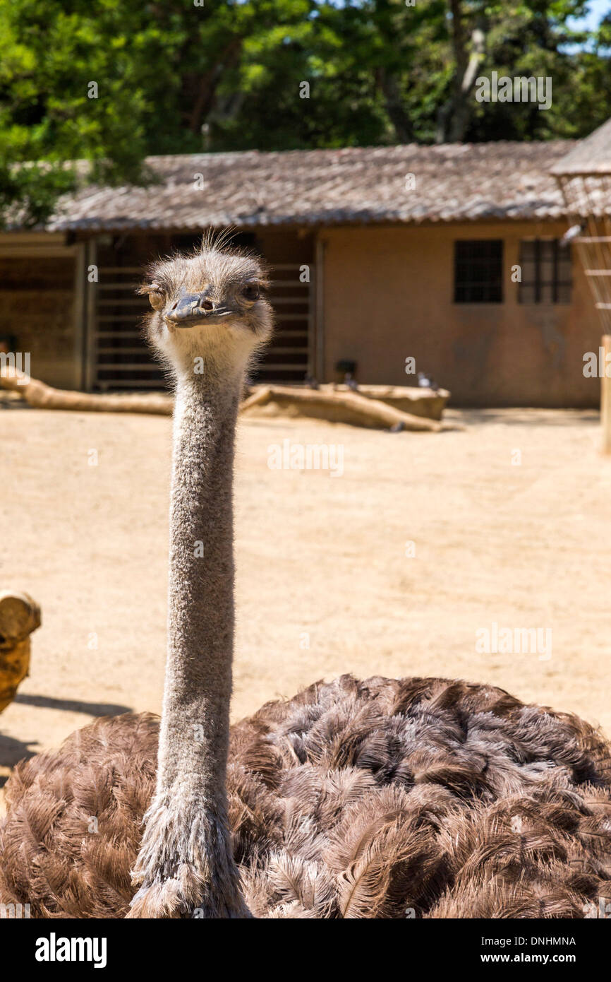 Nahaufnahme von einem Strauß (Struthio Camelus) in einem Zoo, Zoo von Barcelona, Barcelona, Katalonien, Spanien Stockfoto