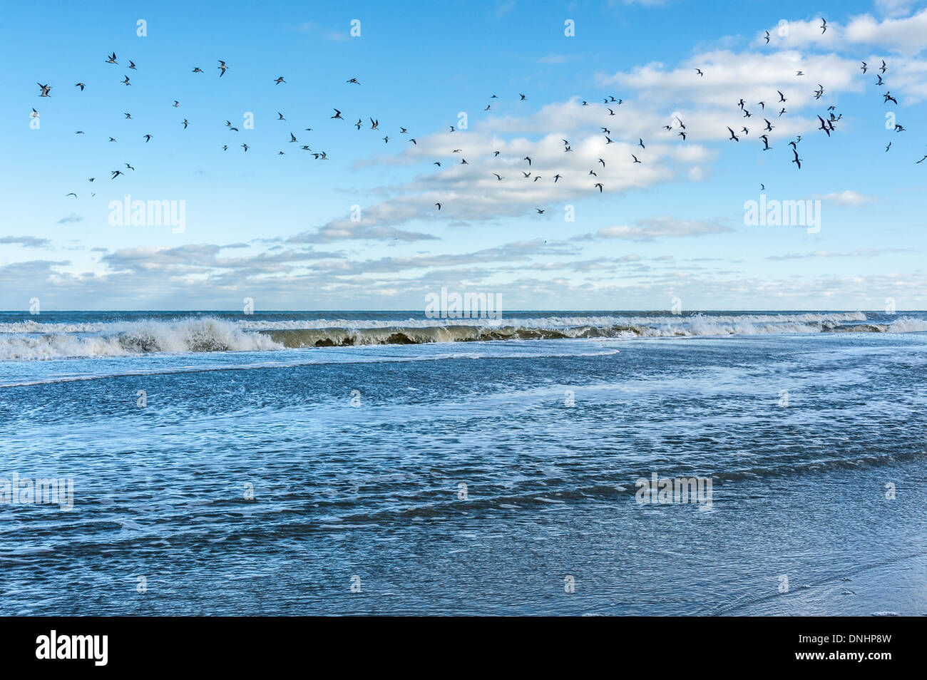 Seevögel pflücken am Jacksonville Beach an der Ostküste Floridas den Himmel. (USA) Stockfoto