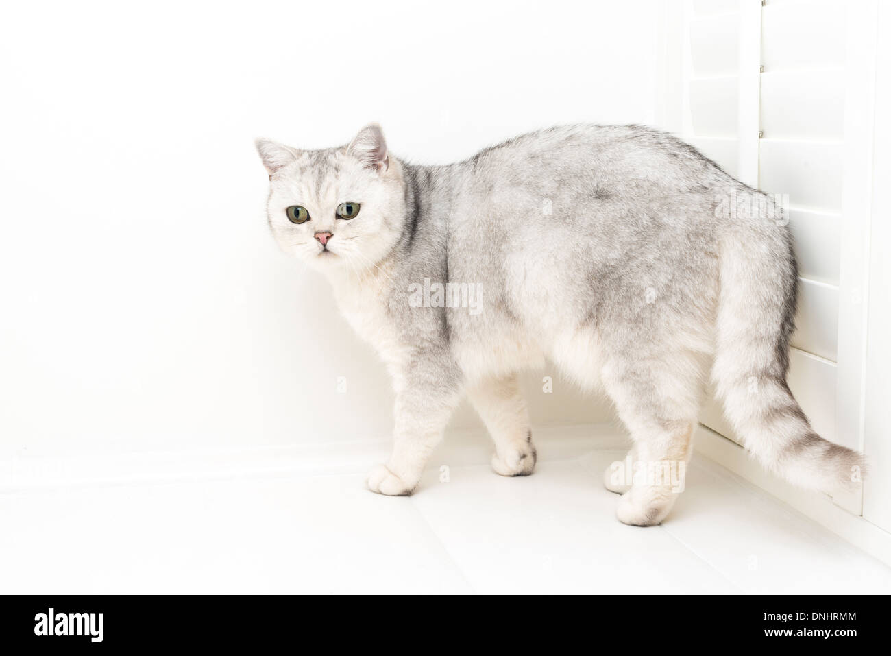 Weiße Katze auf weißem Hintergrund Stockfoto