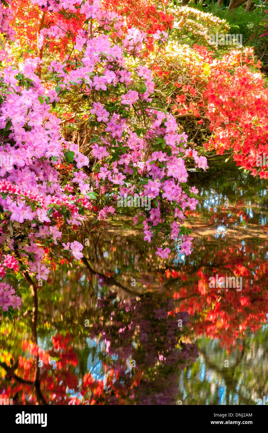 Frühling blühende Sträucher spiegelt sich im Wasser. Stockfoto