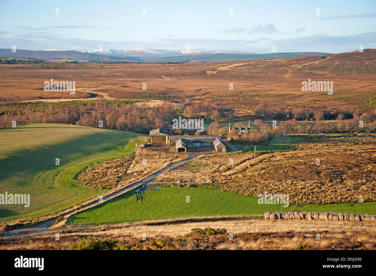 Ein Mischbetrieb Upland in den schottischen Highlands.  SCO 9154. Stockfoto