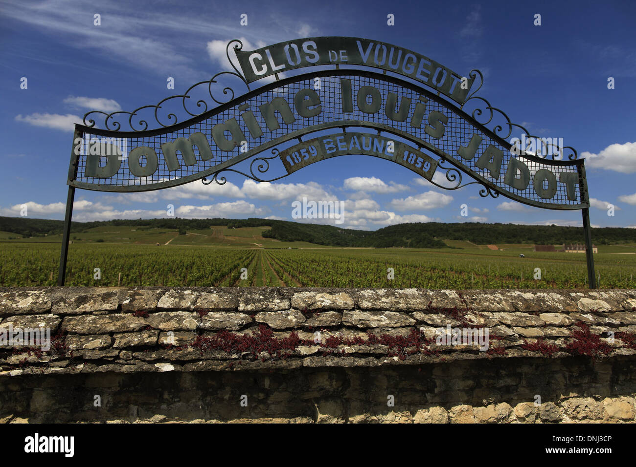 CLOS VOUGEOT UND SEIN SCHLOSS. Melden Sie für LOUIS JADOT Weinberge, VOUGEOT, COTE D'ÄôOR (21), BOURGOGNE, Frankreich Stockfoto