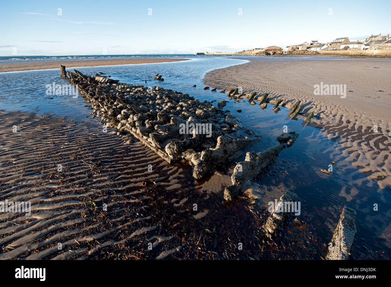 Die Rippen von einem alten hölzernen Fischerboot bleiben in Roseisle Bucht, Moray Firth.   SCO 9156 Stockfoto