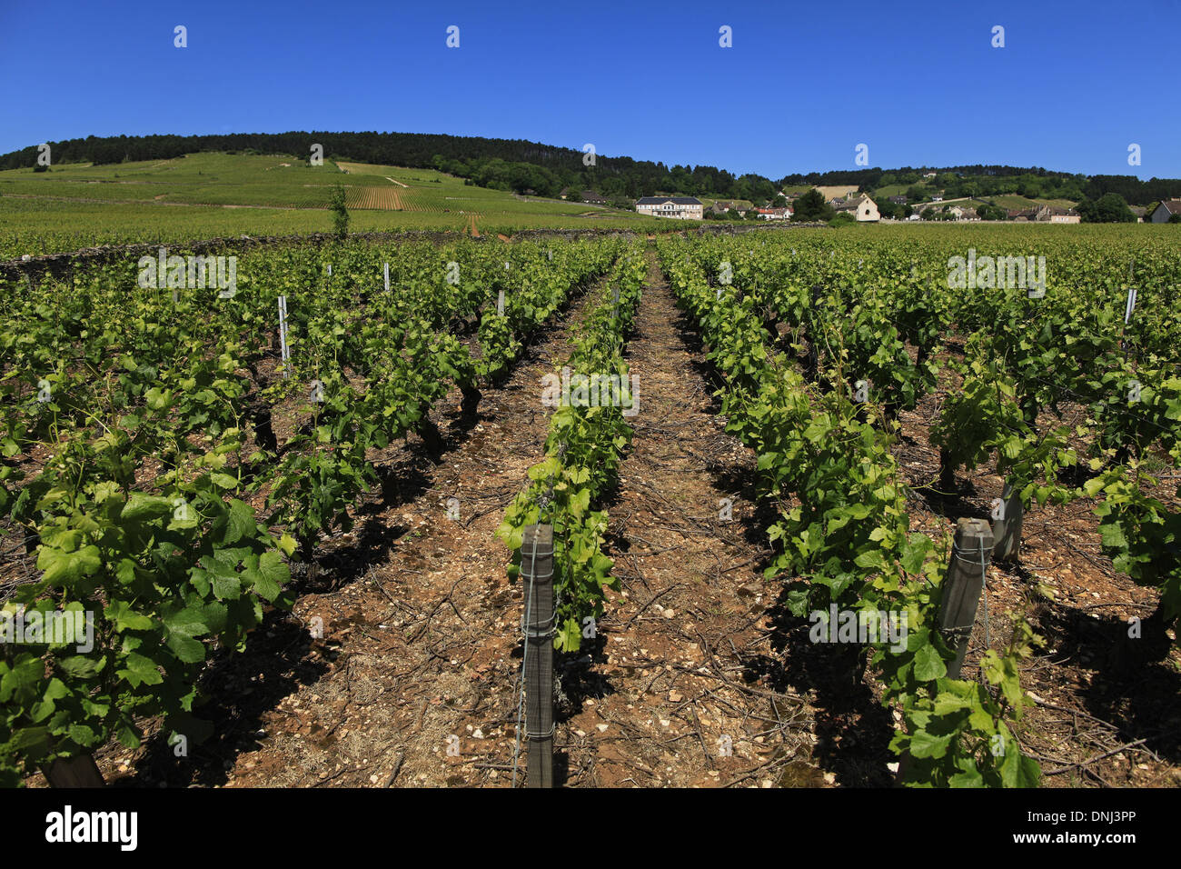 VOLNAY WEINBERGE, COTE-D ' OR (21), BOURGOGNE, FRANKREICH Stockfoto