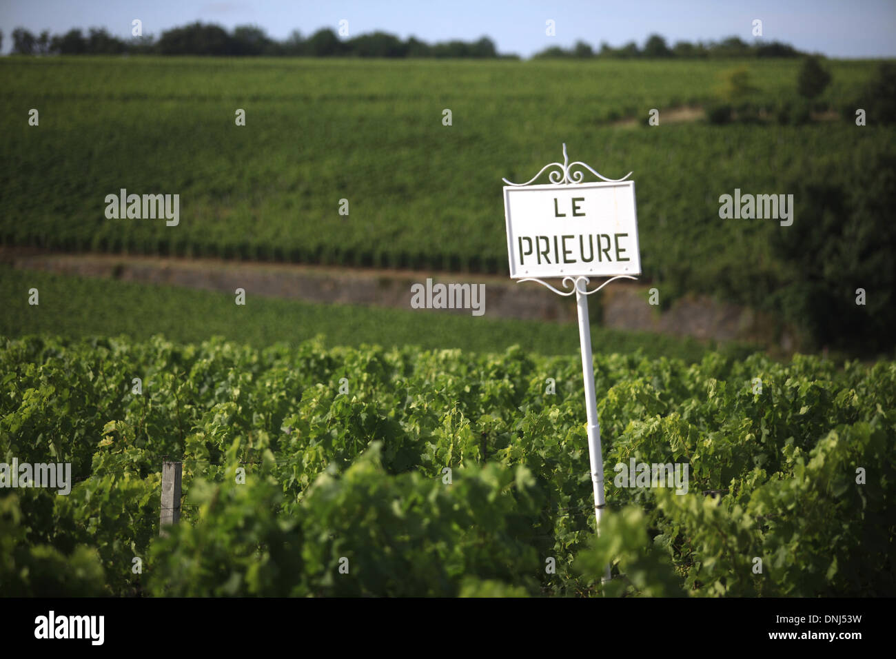 WEINBERGE VON CHÂTEAU LE PRIEURE, SAINT-EMILION (33) GIRONDE, AQUITAINE, FRANKREICH Stockfoto