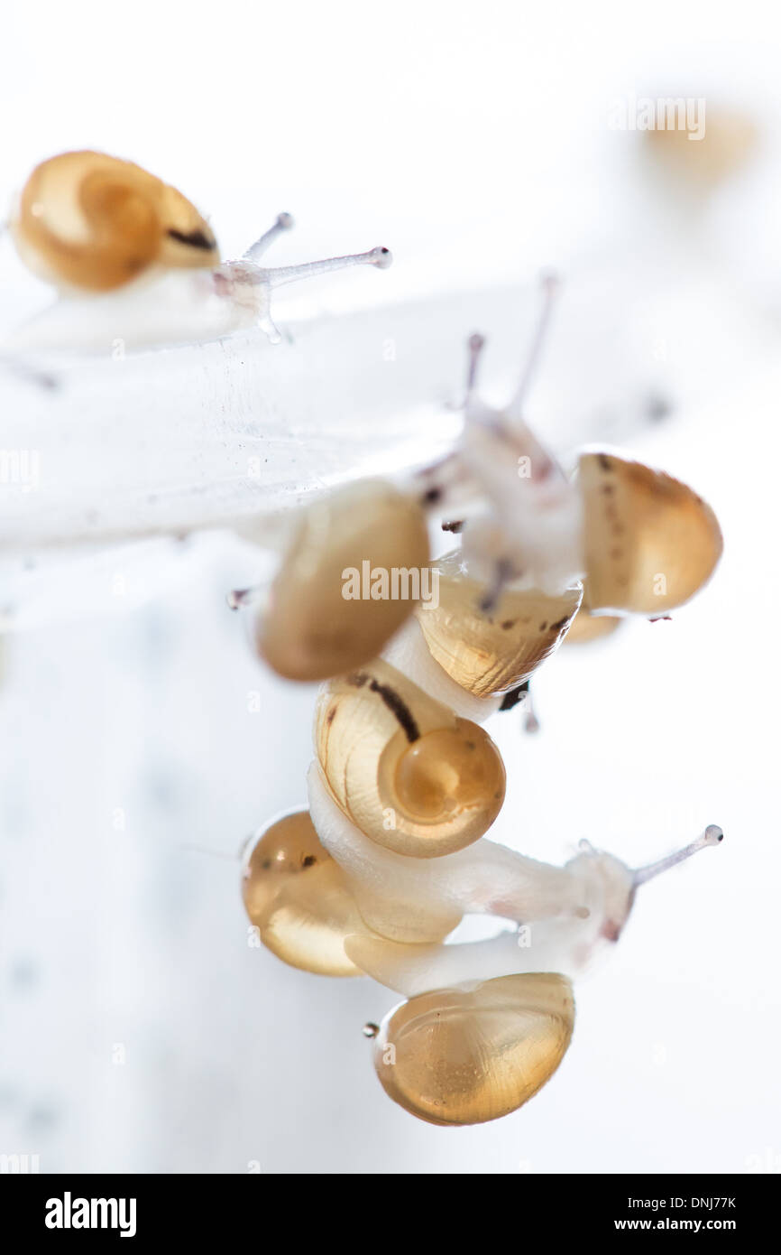 NACH DEM SCHLÜPFEN, SAMMELN DIE BABYSCHNECKEN IN DER NATUR, ZU ZERSTREUEN GROßE GRAUE SCHNECKEN (HELIX ASPERSA MAXIMA), L'ESCARGOTIERE SCHNECKE FARM, CHAUMONT, ORNE (61), FRANKREICH Stockfoto