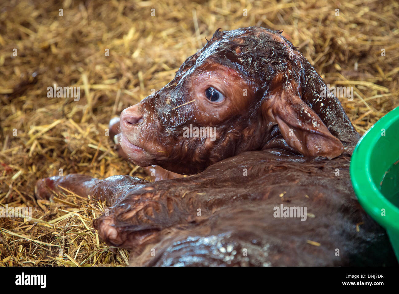 KLEINES KALB BEI GEBURT, RINDERFARM LIMOUSINE KÜHEN, SAINT-AUBIN-LE-VERTUEUX, EURE (27), FRANKREICH Stockfoto