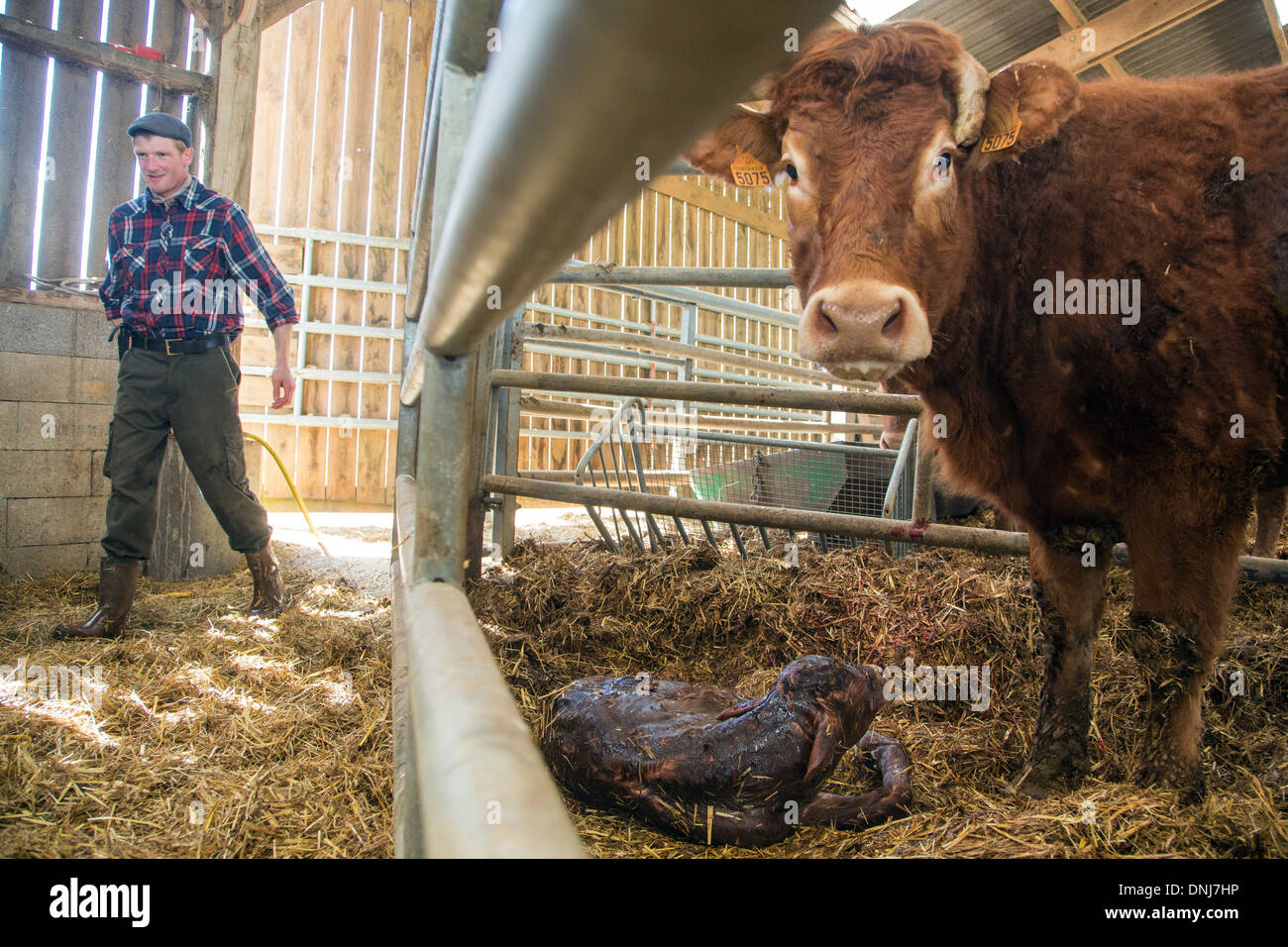 KUH, WASCHEN IHR KALB BEI GEBURT, RINDERFARM LIMOUSINE KÜHEN, SAINT-AUBIN-LE-VERTUEUX, EURE (27), FRANKREICH Stockfoto