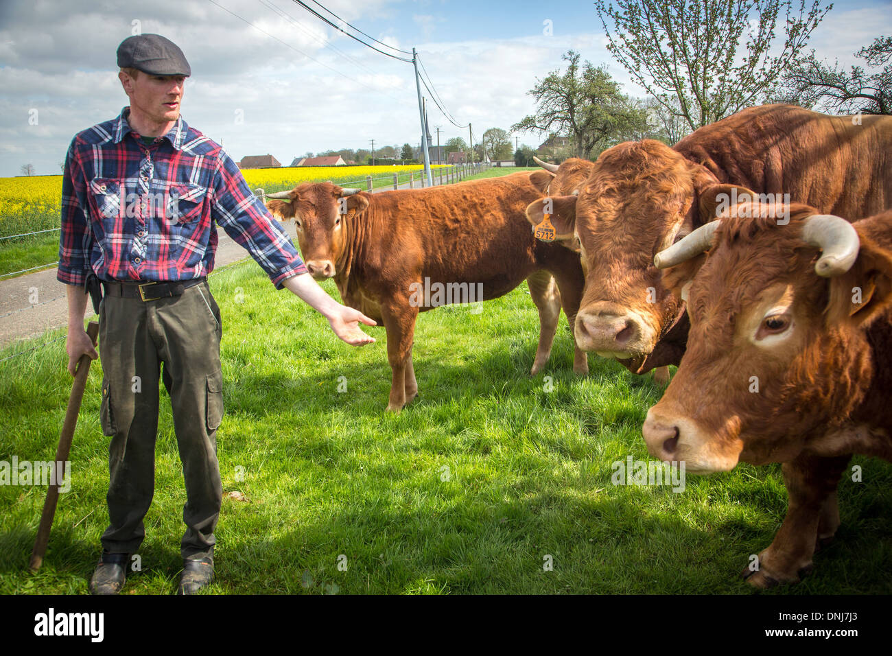 PORTRÄT DER LANDWIRT FABIEN DUMONT, RINDERFARM LIMOUSINE KÜHEN, SAINT-AUBIN-LE-VERTUEUX, EURE (27), FRANKREICH Stockfoto