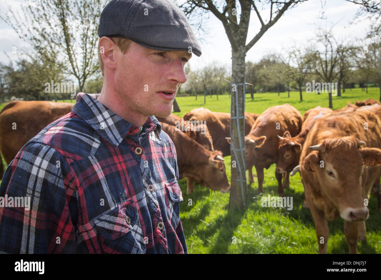 PORTRÄT DER LANDWIRT FABIEN DUMONT, RINDERFARM LIMOUSINE KÜHEN, SAINT-AUBIN-LE-VERTUEUX, EURE (27), FRANKREICH Stockfoto