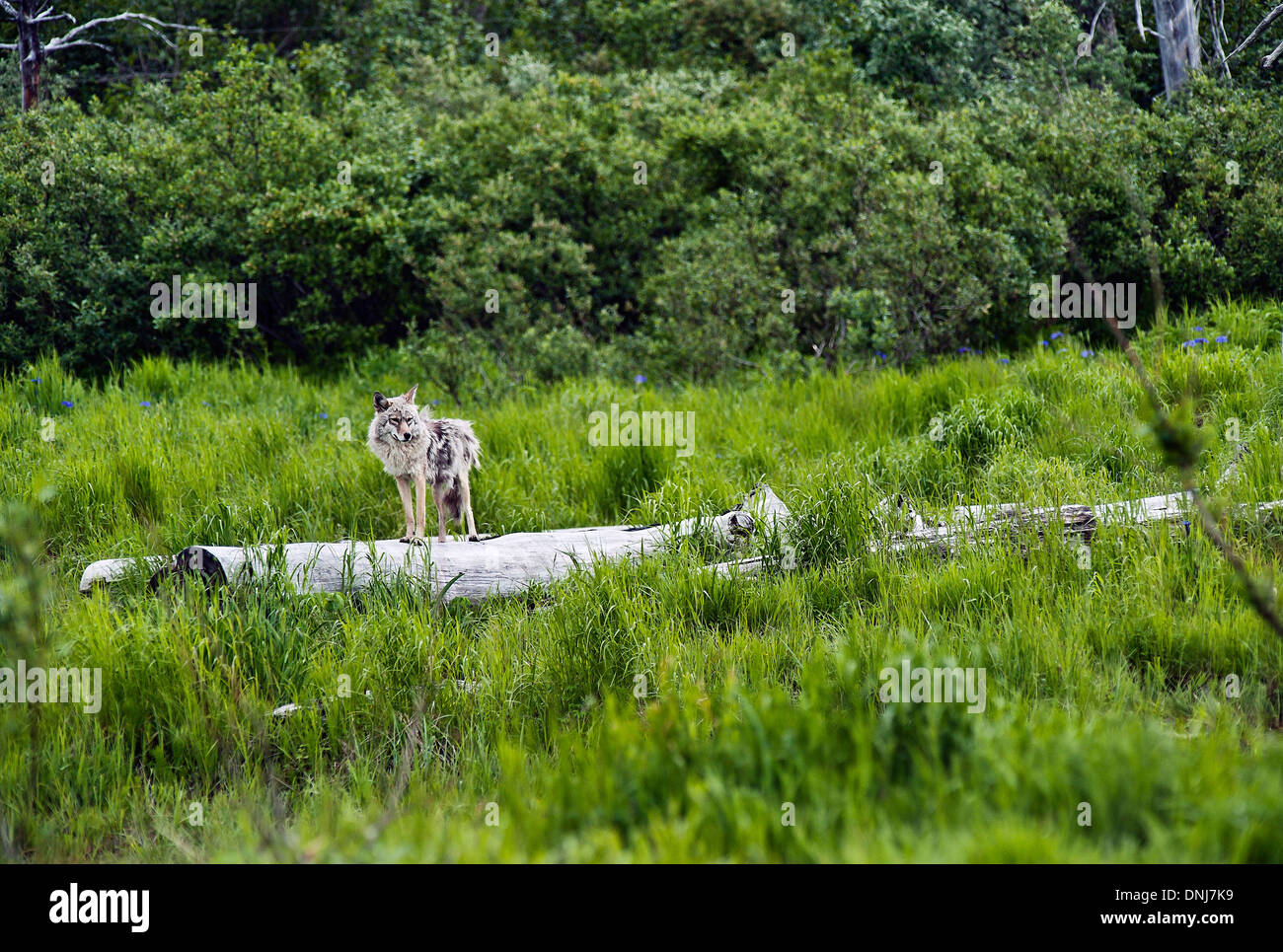 Coyote, Alaska, USA Stockfoto