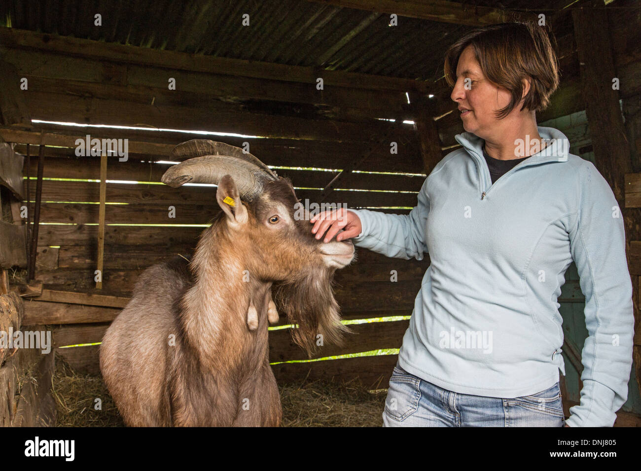 Billy goat breeding male goat -Fotos und -Bildmaterial in hoher ...