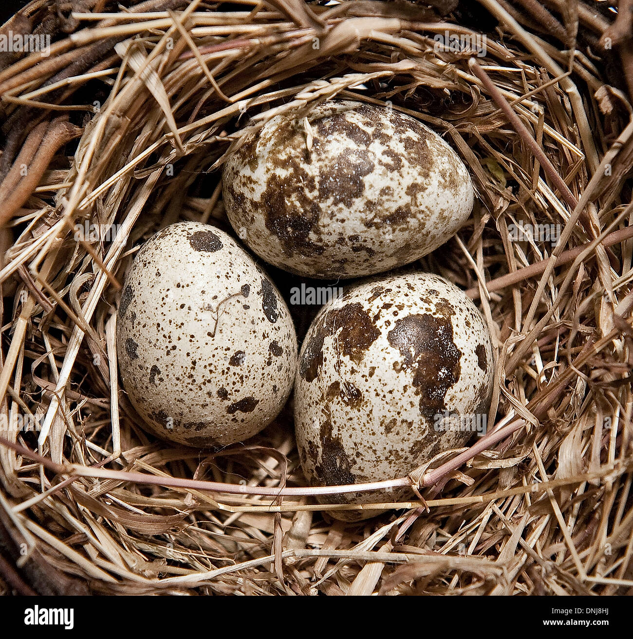 Vogelnest mit Eiern. Stockfoto