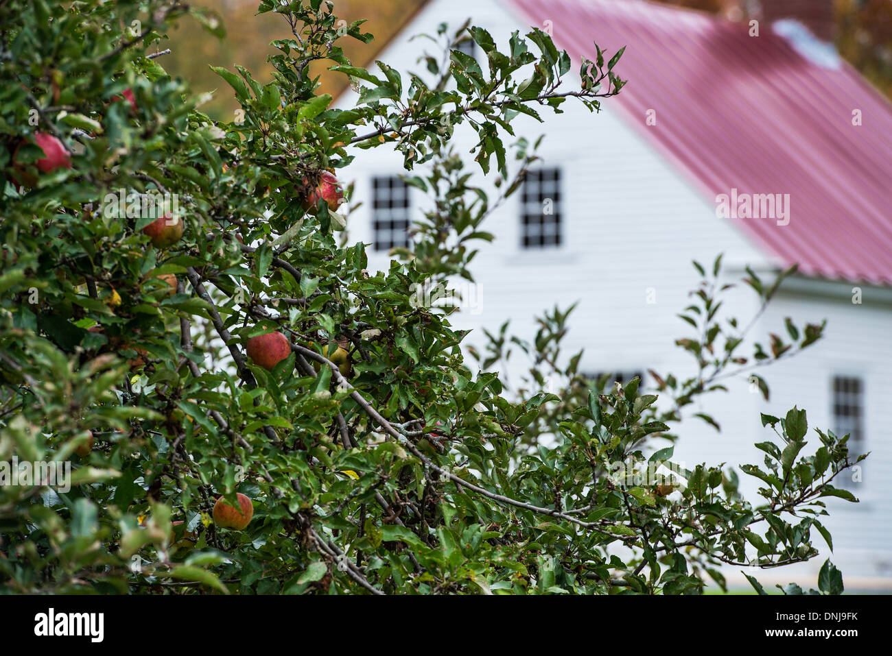 Apfelbaum und Shaker Haus, Hancock Shaker Village, Massachusetts, USA Stockfoto