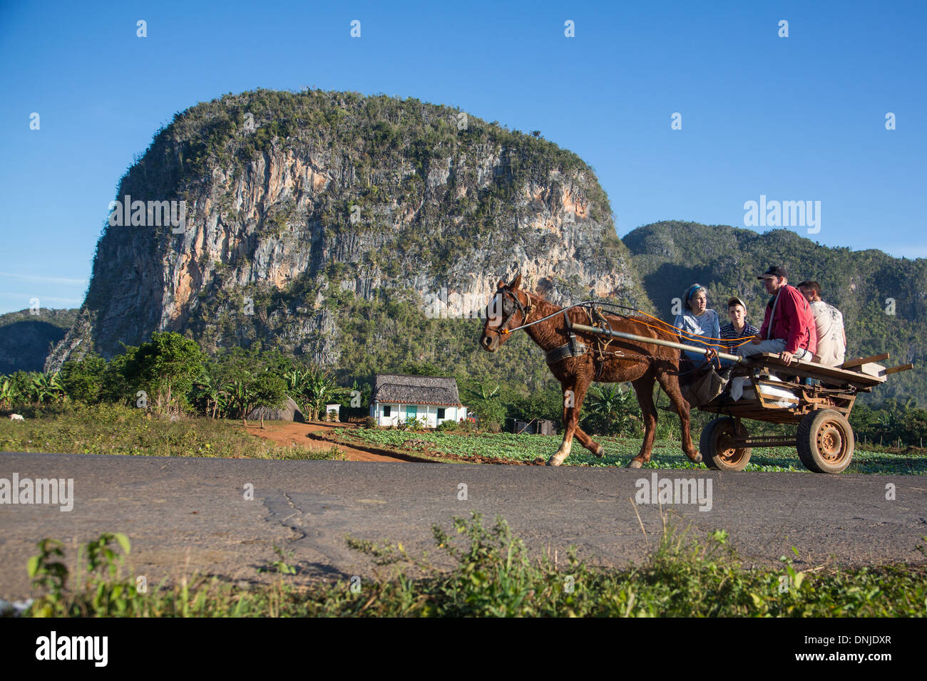 BAUERN GEHEN IN DIE STADT IN EIN PFERDEFUHRWERK, LANDSCHAFT DER MOGOTES (BERGIGE KALKSTEIN HÜGEL), VINALES TAL, AUFGELISTET ALS EIN WELTKULTURERBE DER UNESCO, KUBA, KARIBIK Stockfoto