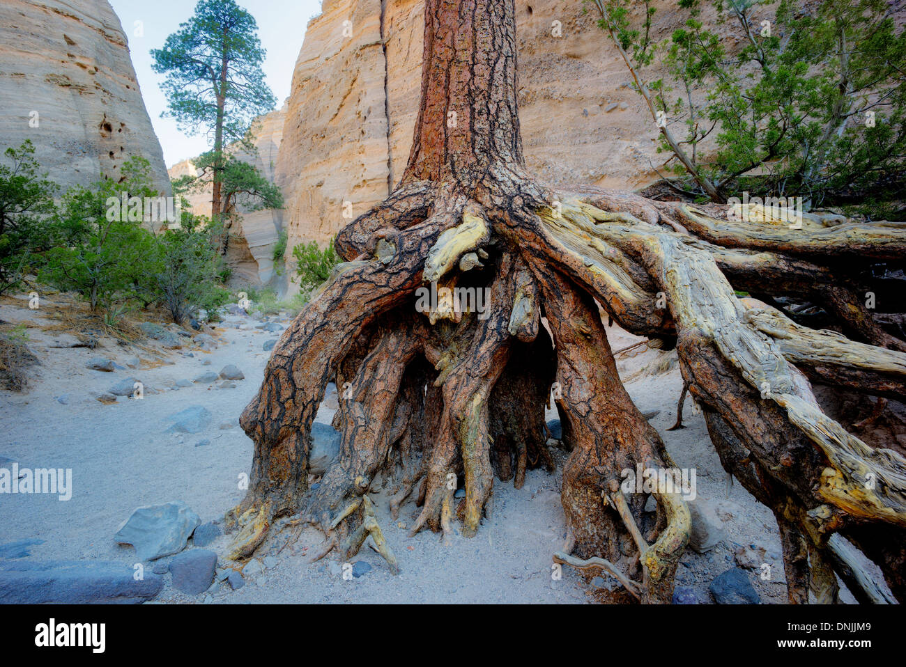 Wurzeln der Ponderosa Pine Tree in ausgewaschenen Bachbett ausgesetzt. Zelt Rocks Nationalmonument. Kasha-Katuwe, New Mexico Stockfoto