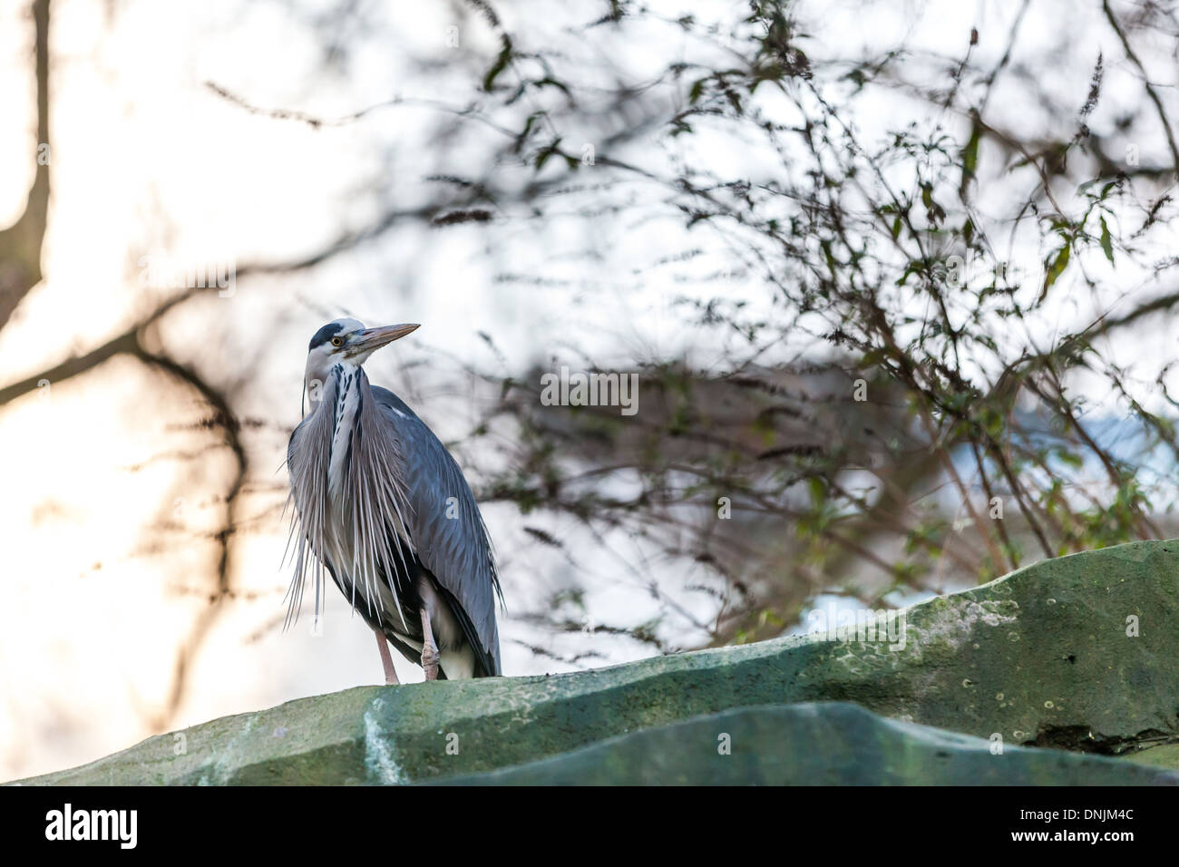 blauen europäischen Reiher bleiben auf dem Felsen Stockfoto